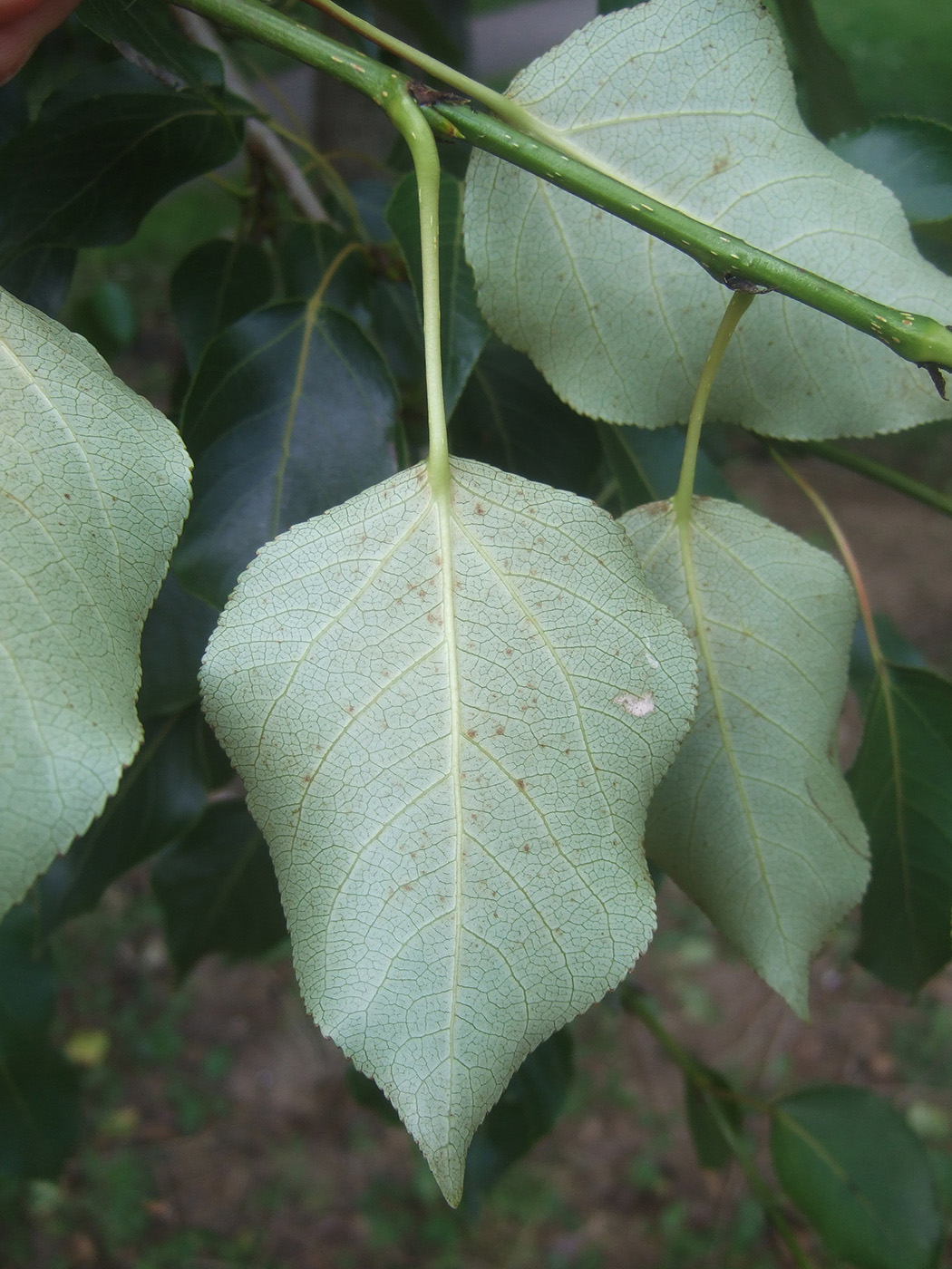 Image of Populus &times; rasumowskiana specimen.