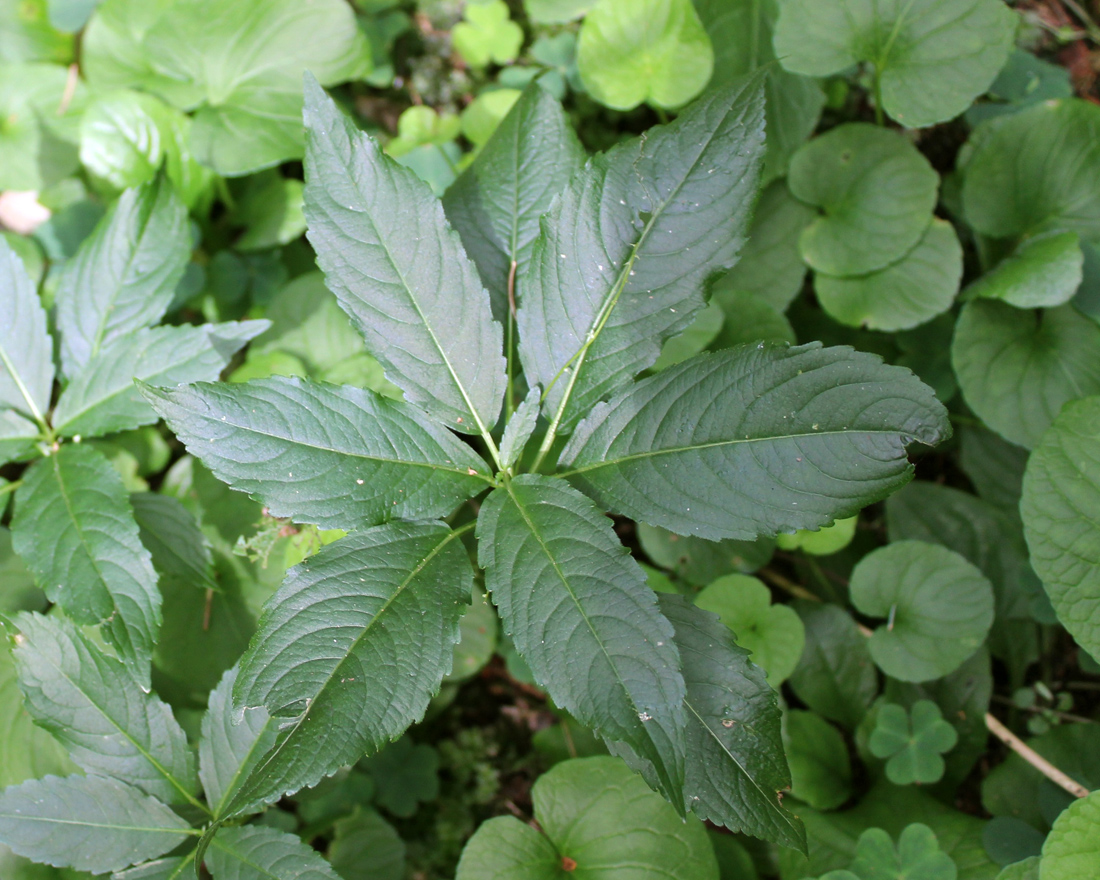 Изображение особи Mercurialis perennis.