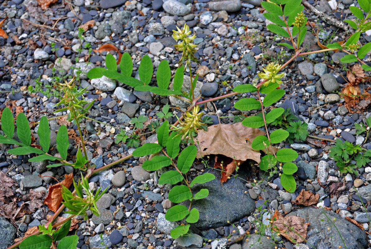 Изображение особи Astragalus glycyphyllos.