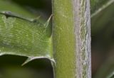 Dioon spinulosum