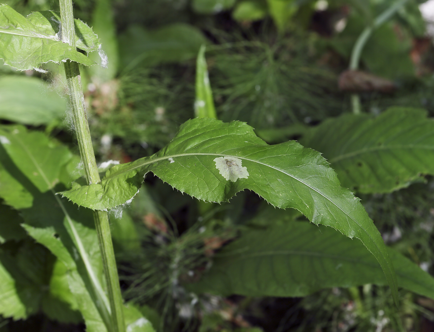 Изображение особи Cirsium heterophyllum.