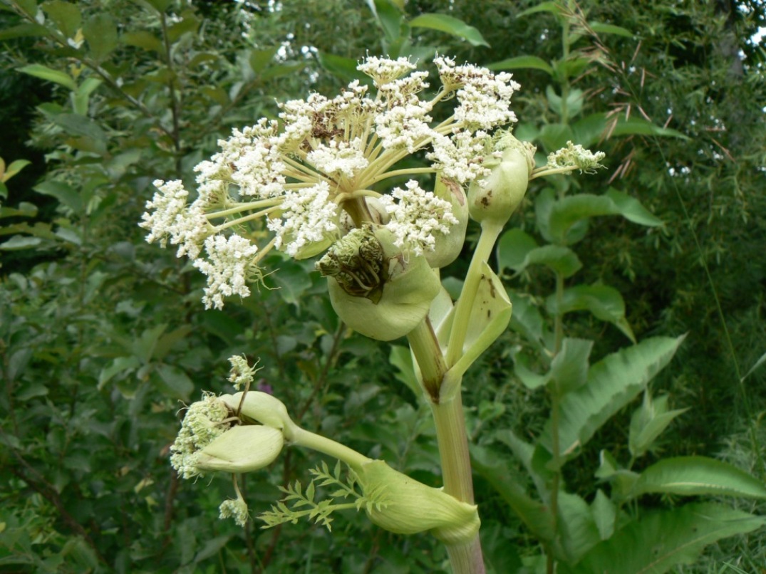 Image of Angelica dahurica specimen.