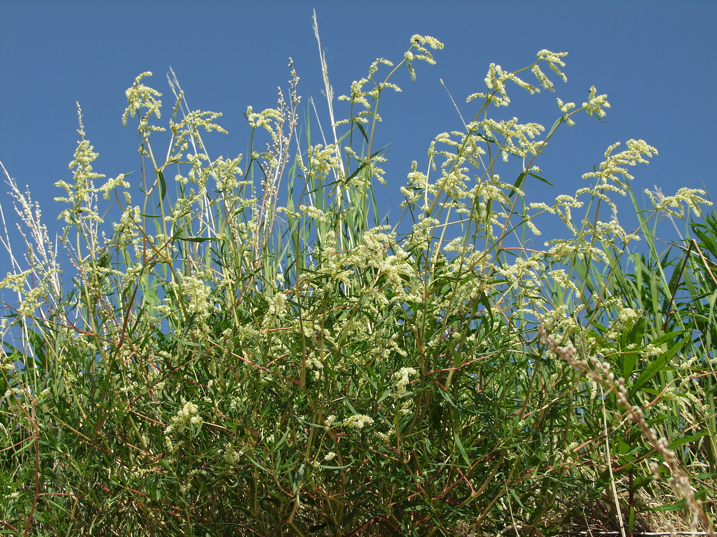 Изображение особи Aconogonon divaricatum.