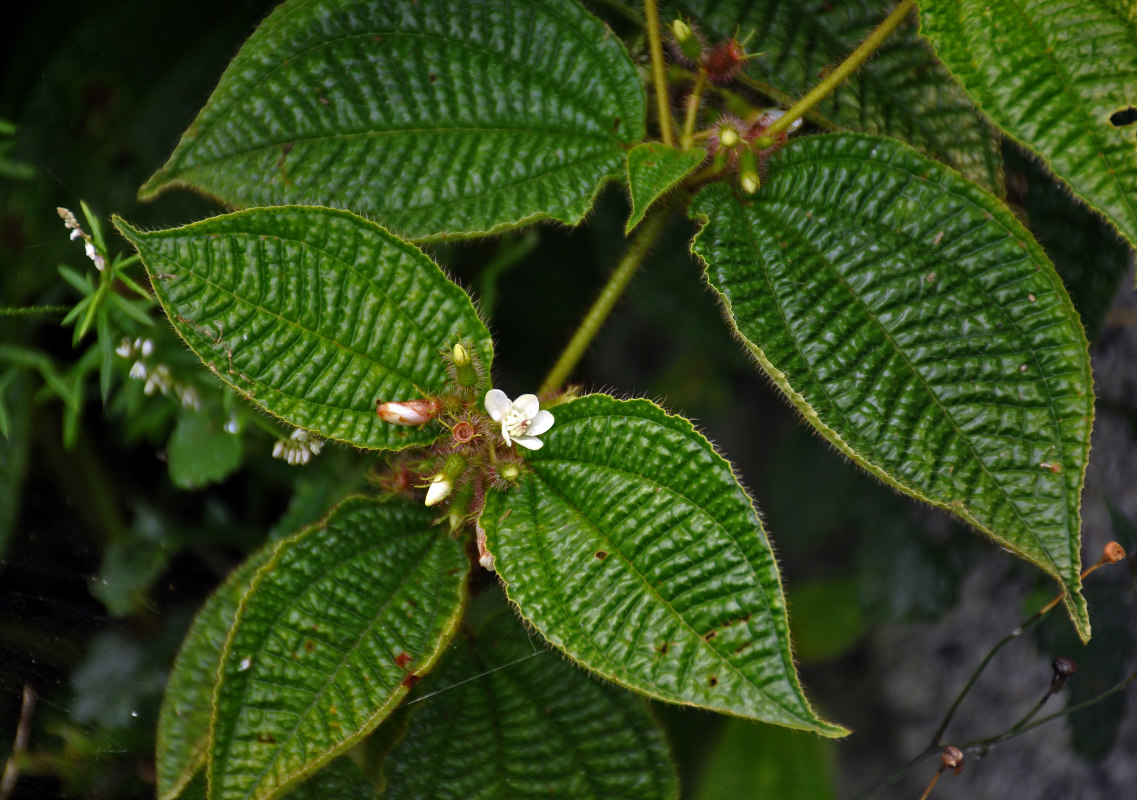 Image of Miconia crenata specimen.