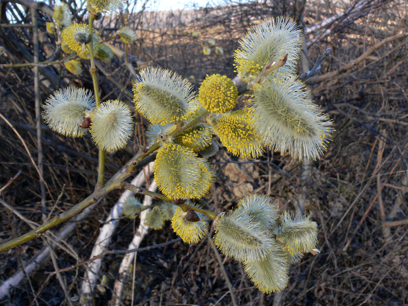 Image of Salix caprea specimen.