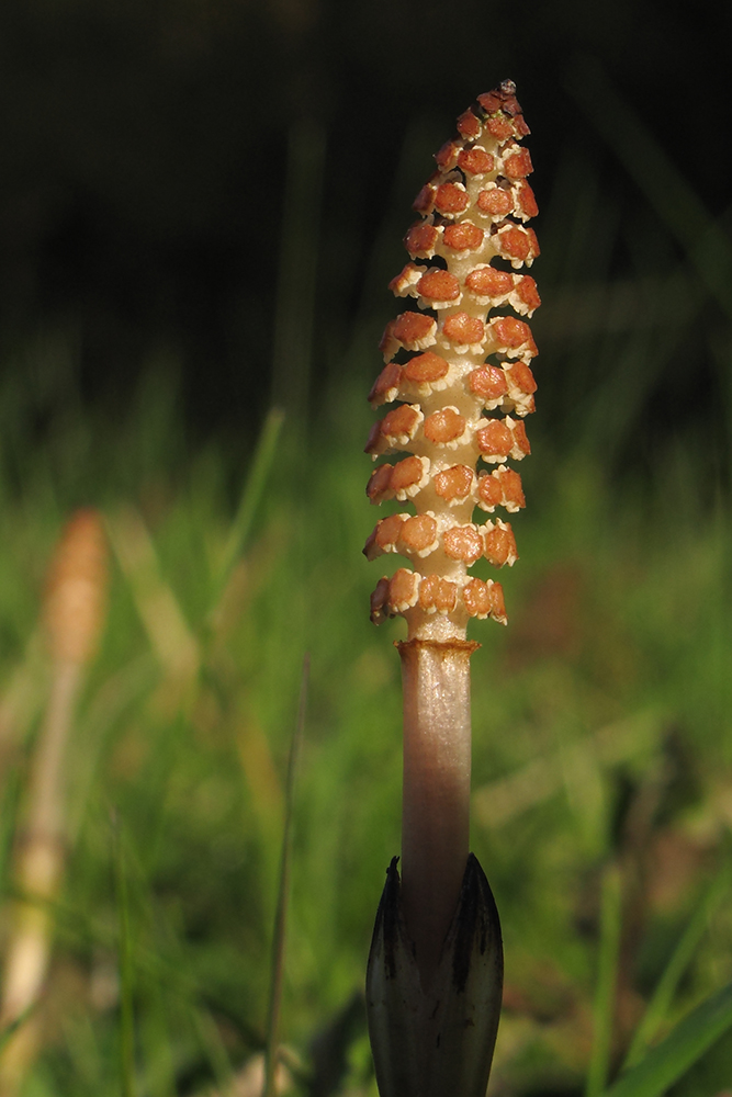 Изображение особи Equisetum arvense.