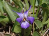 Viola ambigua