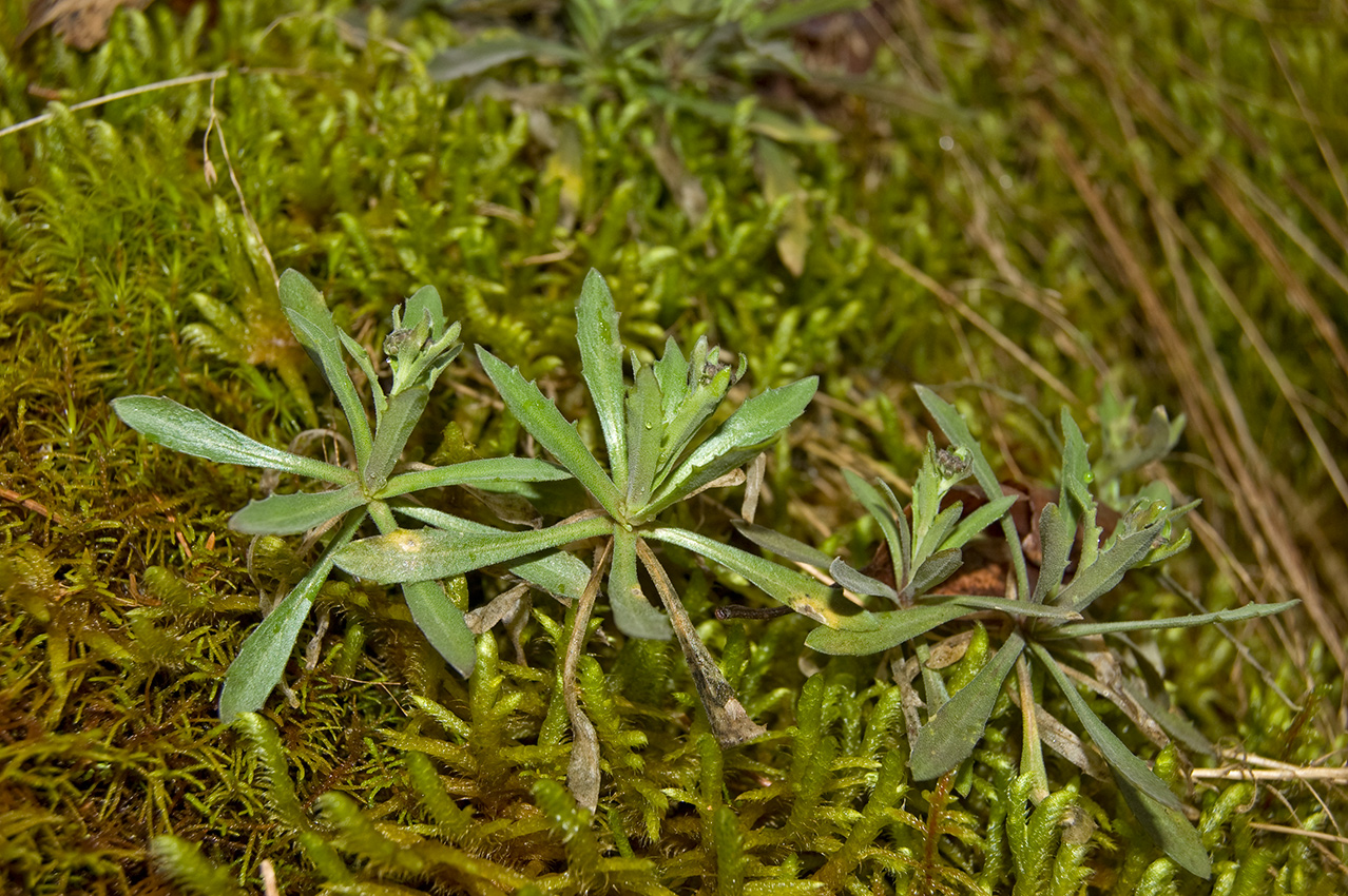 Изображение особи Schivereckia podolica.