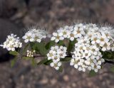 Spiraea media