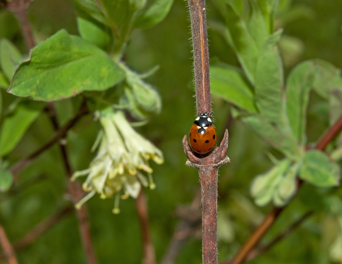 Image of Lonicera edulis specimen.