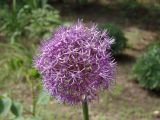 род Allium