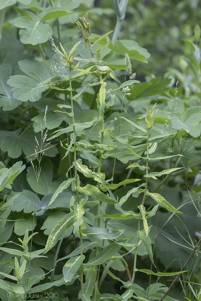 Изображение особи семейство Asteraceae.