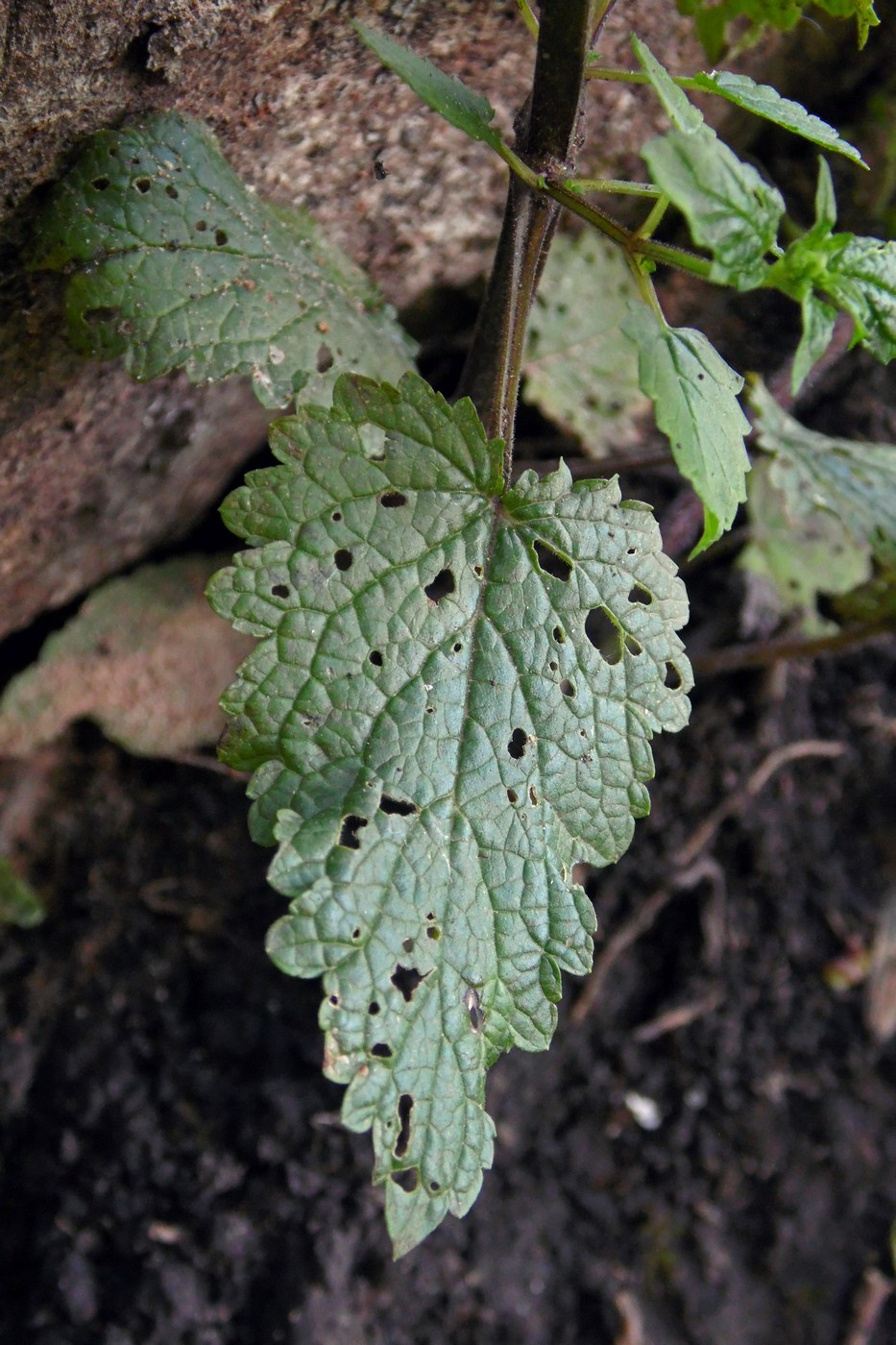 Изображение особи Scrophularia scopolii.