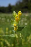 Rhinanthus vernalis