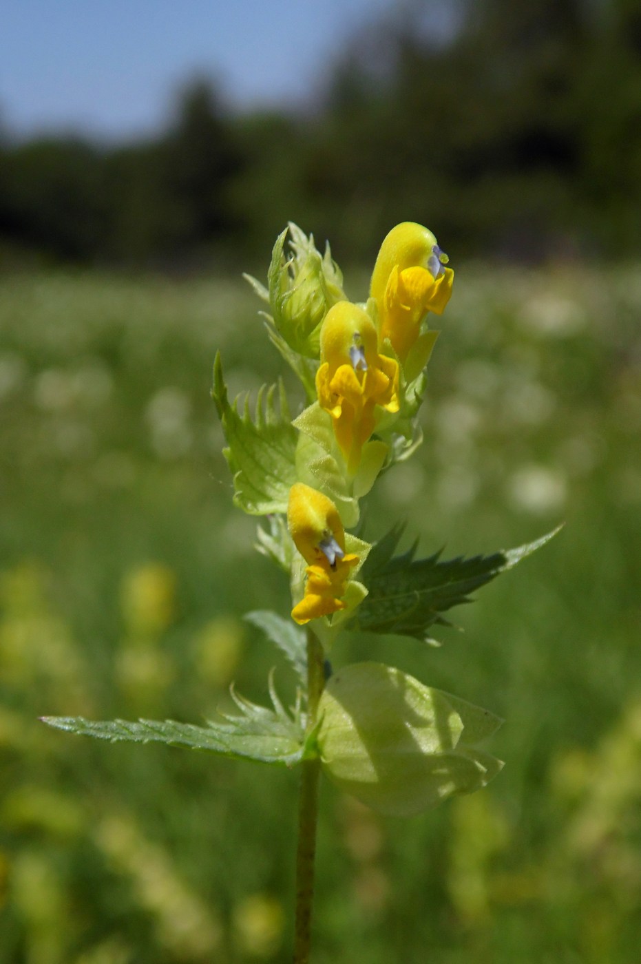 Изображение особи Rhinanthus vernalis.