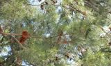 Pinus halepensis. Ветвь с шишками. Италия, обл. Тоскана, г. Флоренция, ботанический сад, в культуре. 5 июня 2017 г.