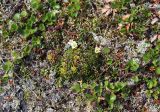 Diapensia lapponica