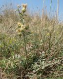 Centaurea salonitana