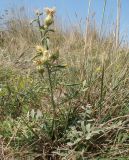 Centaurea salonitana. Отцветшее растение. Краснодарский край, г. Новороссийск, водосборная зона Суджукской лагуны, у тропинки на степном участке. 01.08.2018.