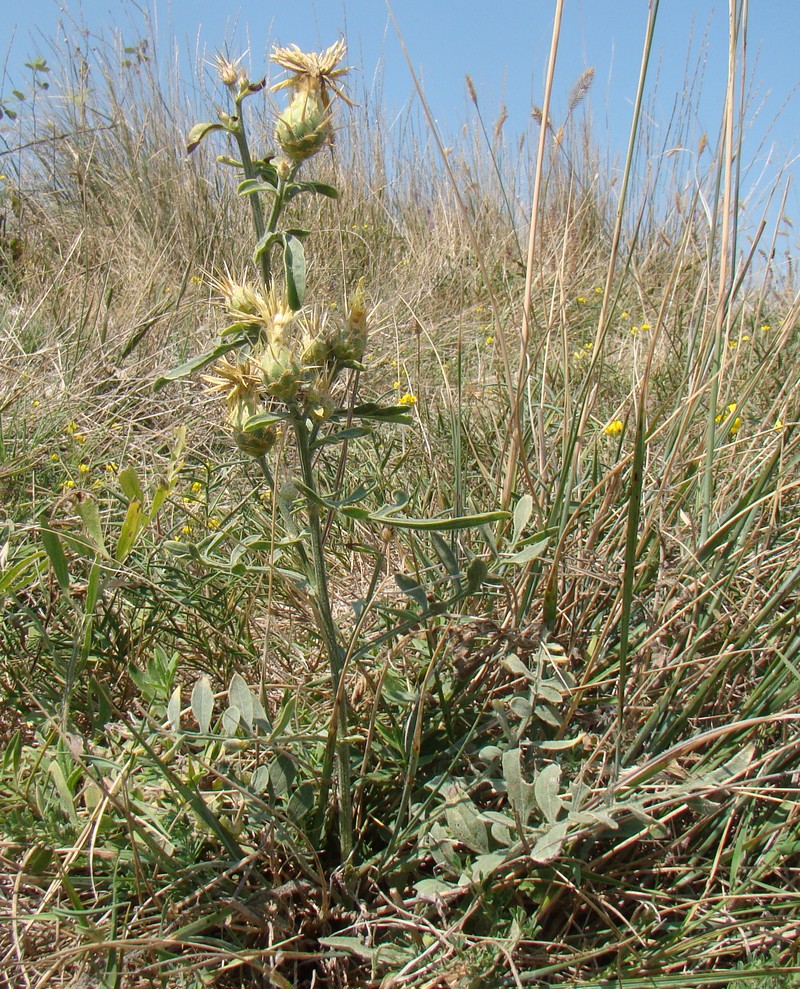 Image of Centaurea salonitana specimen.