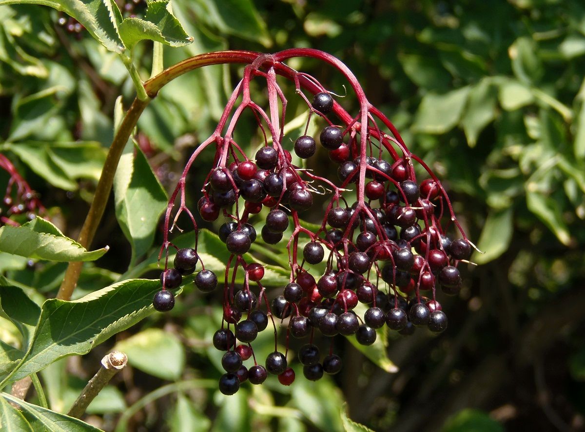 Изображение особи Sambucus nigra.