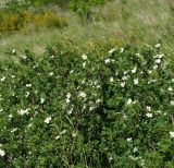 Rosa spinosissima. Цветущие растения. Восточный Казахстан, г. Усть-Каменогорск, восточные окр., Лесхоз, склон сопки. 27.05.2018.