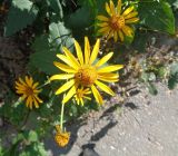 Heliopsis helianthoides