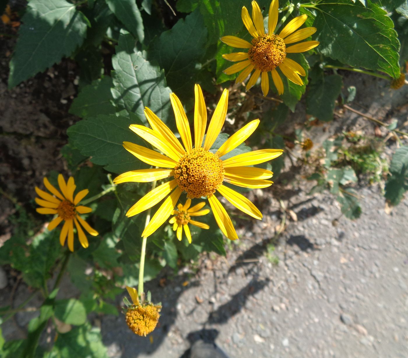 Image of Heliopsis helianthoides specimen.