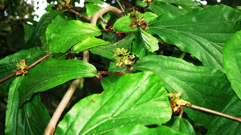 Изображение особи Parrotia persica.