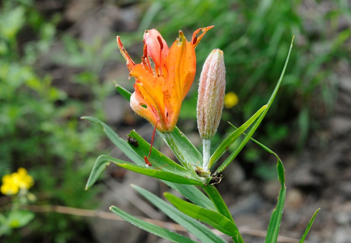 Image of Lilium pensylvanicum specimen.