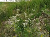 Gypsophila fastigiata. Цветущие растения. Украина, Ивано-Франковская обл., Галичский р-н, окр. с. Бовшев, Касова гора, скальное обнажение. 24 июня 2010 г.