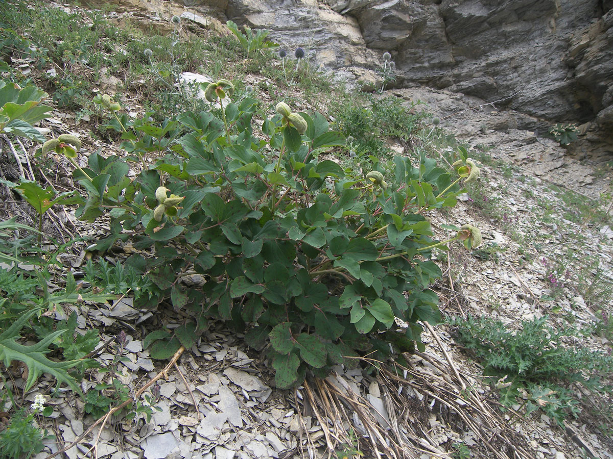 Изображение особи Paeonia daurica.