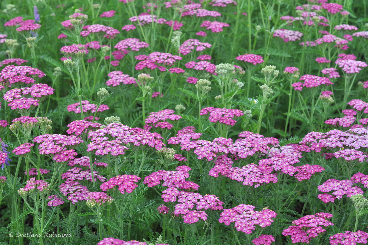 Изображение особи Achillea millefolium.