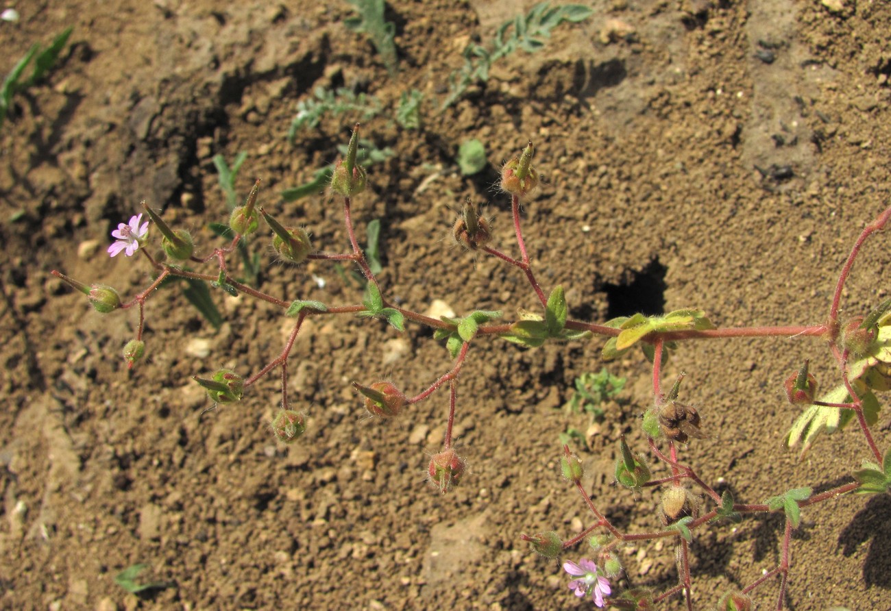 Image of Geranium pusillum specimen.