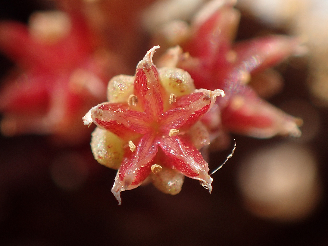 Изображение особи Sedum litoreum.