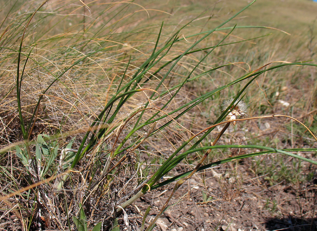 Изображение особи Allium cretaceum.