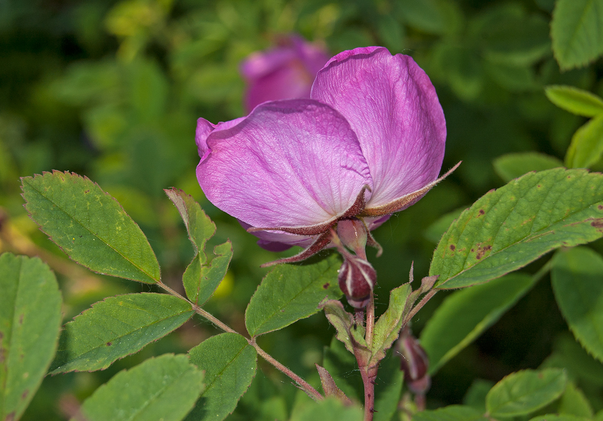 Image of Rosa acicularis specimen.