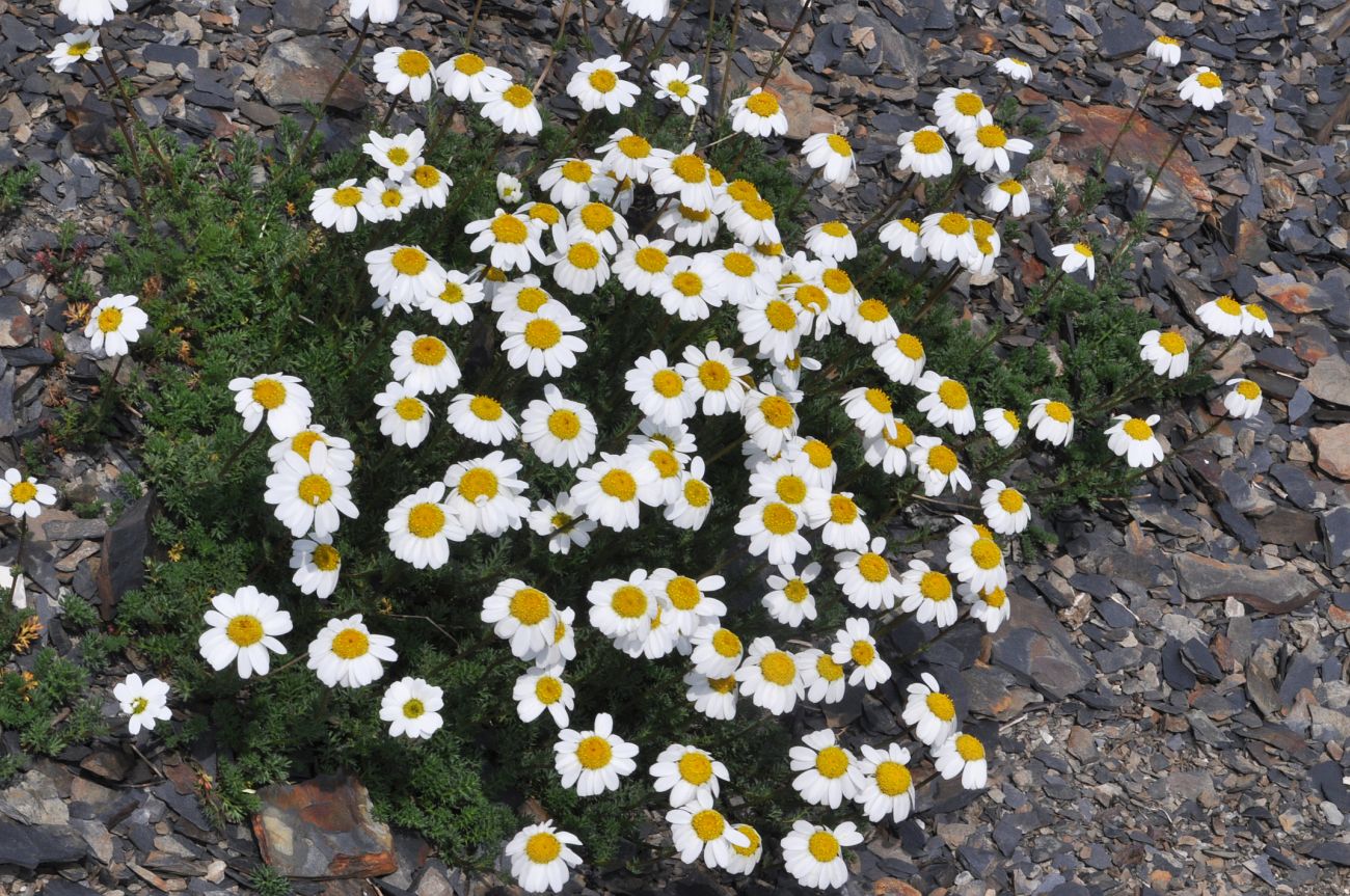 Image of Tripleurospermum caucasicum specimen.