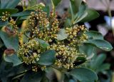 Heptapleurum arboricola