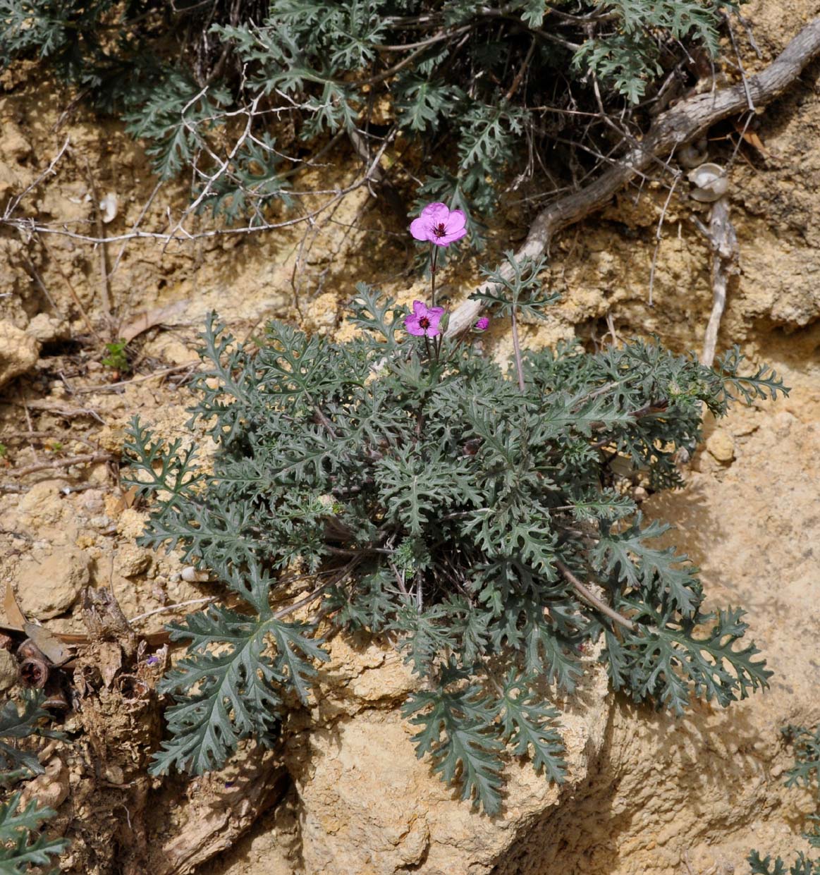 Image of Erodium crassifolium specimen.