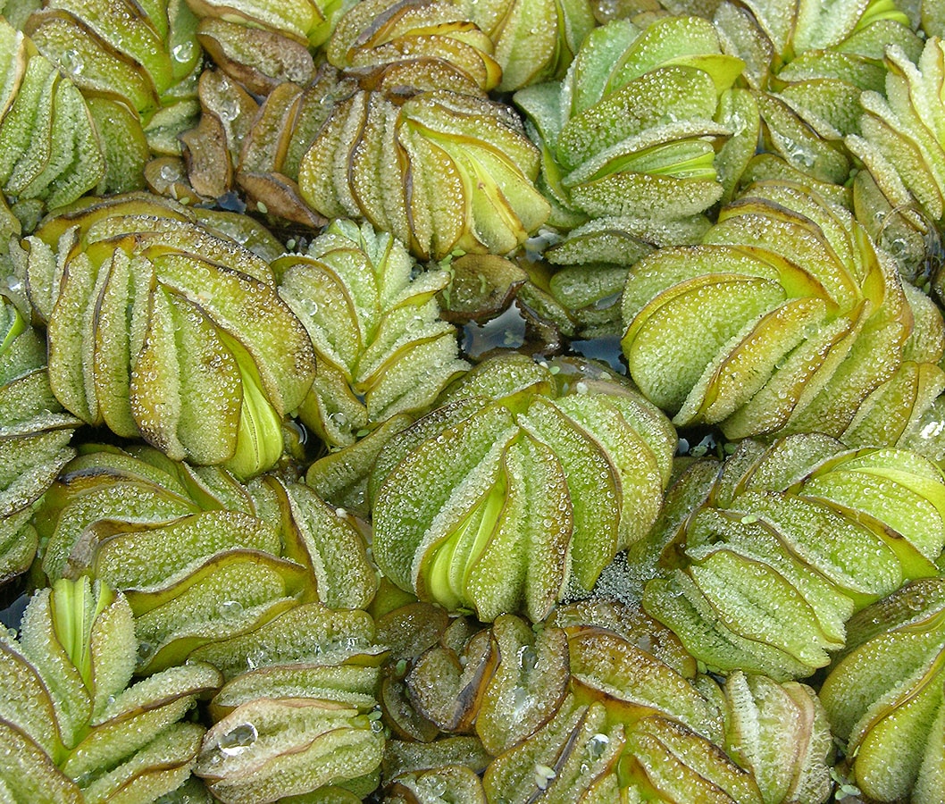 Image of Salvinia molesta specimen.