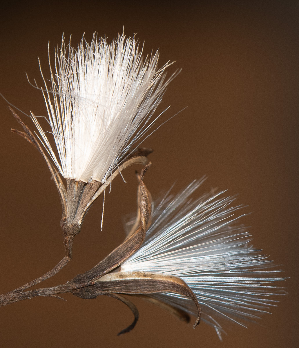 Image of Kleinia neriifolia specimen.