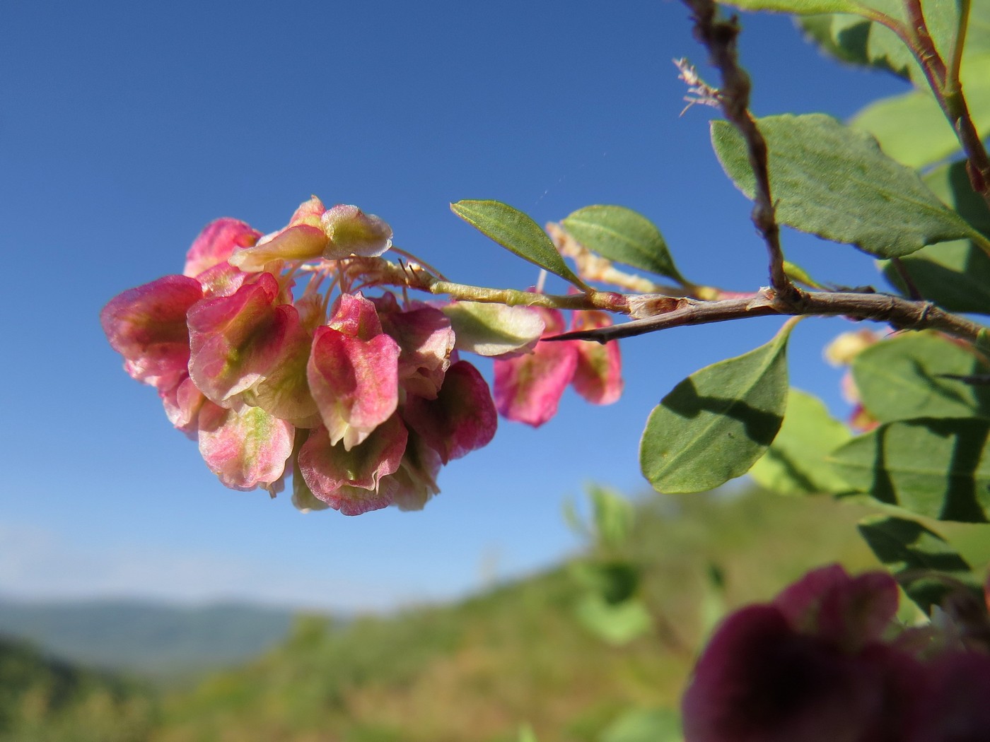 Изображение особи Atraphaxis pyrifolia.