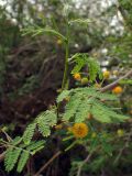 Vachellia farnesiana