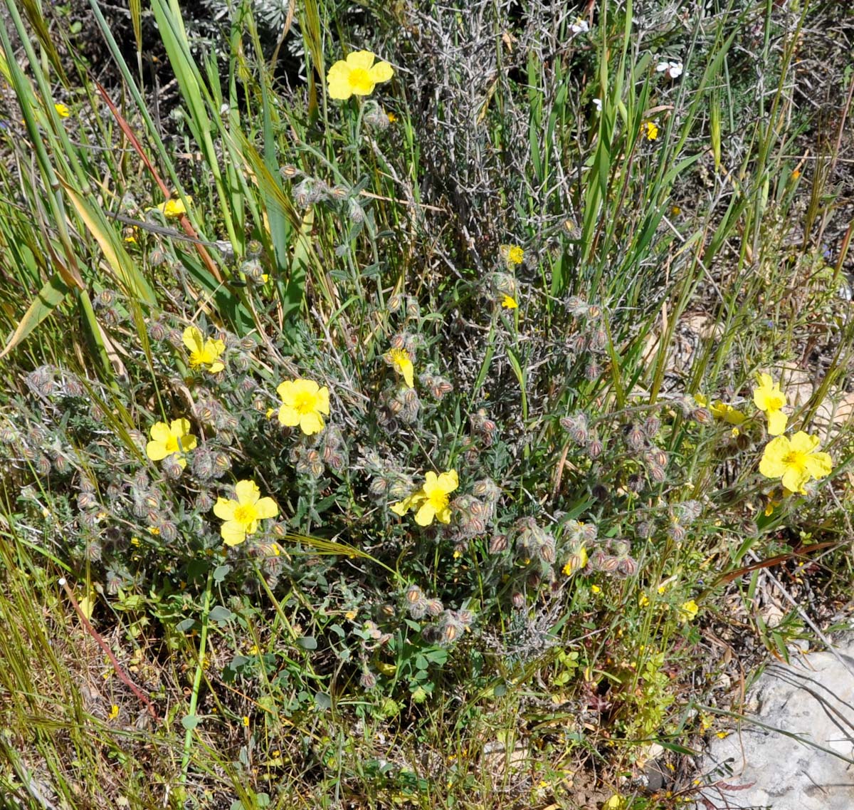 Image of Helianthemum obtusifolium specimen.