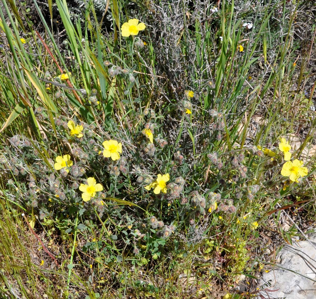 Изображение особи Helianthemum obtusifolium.