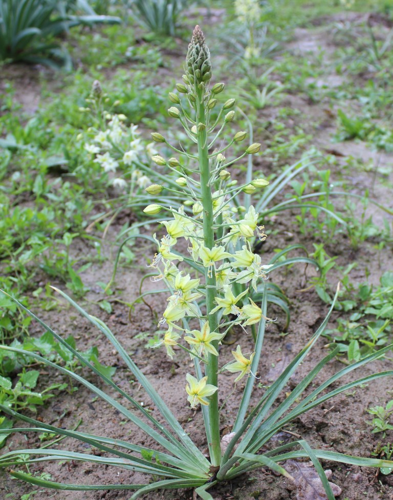 Изображение особи Eremurus luteus.