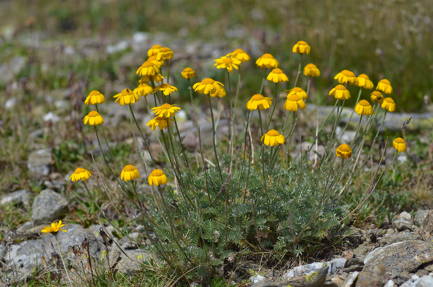 Изображение особи Anthemis marschalliana ssp. pectinata.