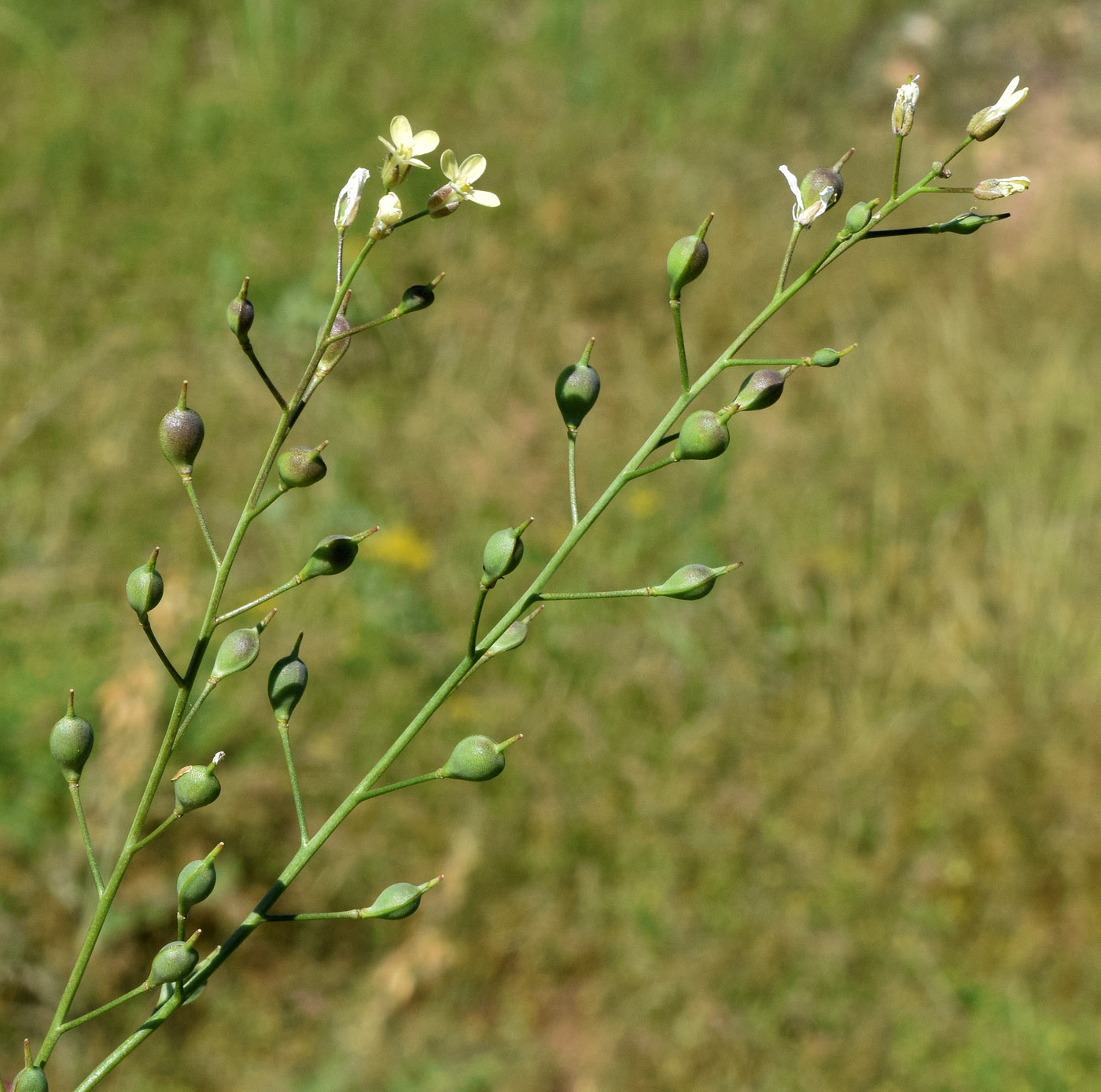 Изображение особи Camelina sylvestris.