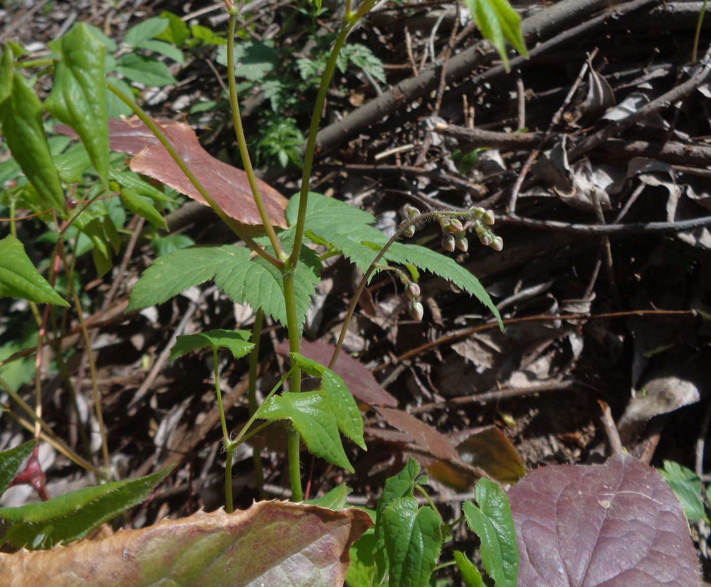 Image of Epimedium &times; cantabrigiense specimen.